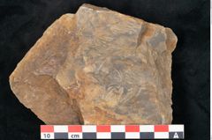Foto (Detailansicht) von Asterophyllites equisetiformis Br. (NHMW-GEO-2024-0188-11004)